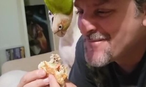 Conure Steals Cheese and Makes Dogs Jealous