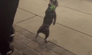 Pup is Pumped for Petco