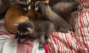 Dog Cuddles With Baby Raccoons
