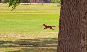 Golden Retriever Chases Bubbles