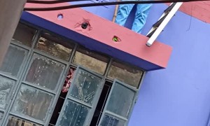 Mama Cat Rescued From Building Ledge