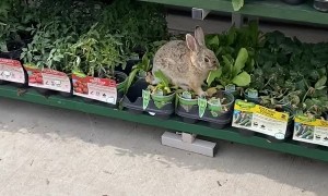 Rabbit Finds Dinner at Walmart