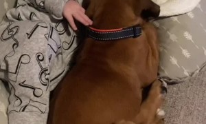 Boxer Puppy and His Baby Brother