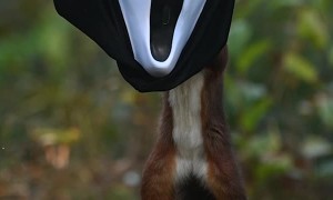 Squirrel Finds Scream Mask