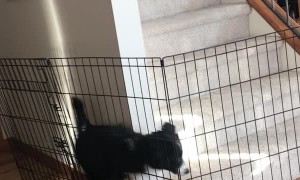 Puppy Outsmarts Owner