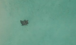 Eagle Rays Viewed From Above