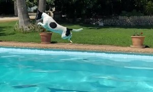 Jack Russel Pool Long Jump