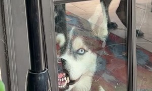 Husky Gets Human's Attention