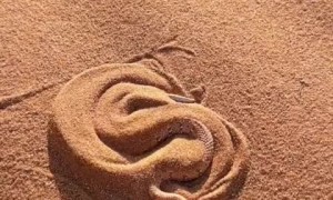 Watch this desert viper bury itself in the sand