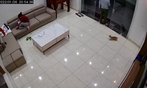 Cat Can't Get Past Glass