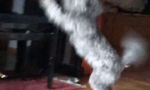 Aspiring Pianist Needs a Little More Practice