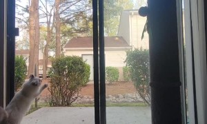 Otto the Cat Climbs up Screen Door