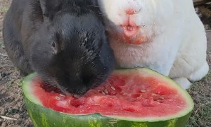 Adorable Bunnies Eat Watermelon Together