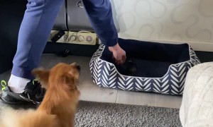 Chick Follows Command to Go to Dog Bed