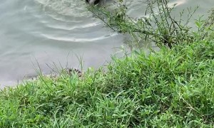 Net the Dog Living up to His Name