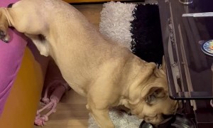 Dog Won't Leave Bed to Drink