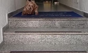 Yorkie Wipes Paws Every Time She Goes Inside
