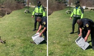 Police rescue 13 ducks from a parking lot