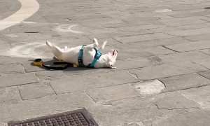 Tired Doggo Takes a Nap During Walk