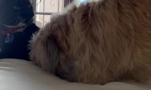 Animals Engage in Aggressive Bedroom Antics