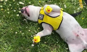Puppy Sleeps With Rubber Ducks on its Paws