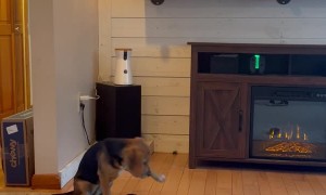 Puppy Answers Owner's Question Clearly