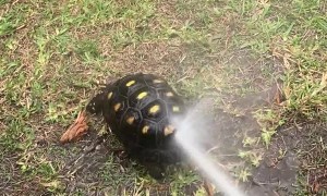Abella the Colombian Redfoot Tortoise Dances From Hose Spray
