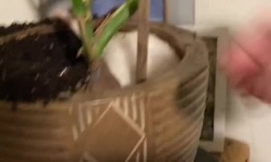 Pet rat makes huge mess of indoor plant