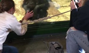 Chimpanzee Asking Girl to Scroll Her Phone