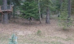 Elk Doesn't Like Tarp