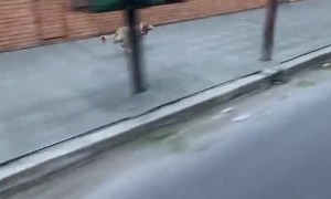 Dog Jumps off Motorbike and Sprints Ahead