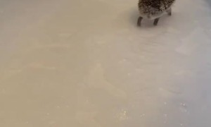 Clover the Hedgehog Pitter Patters in Bathtub