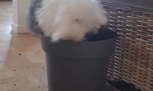 Bunny Digs Up Potted Plant