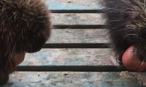 Porcupines Munch on Apples