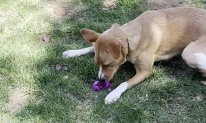 Dog Has Unique Way of Opening Easter Eggs