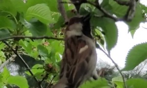 He's in the Birdhouse