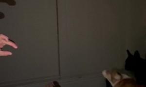 Corgi Puppy Protects His People from Shadow Monster