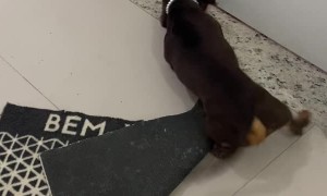 Feisty Dog at Door Mat