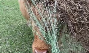 Highland Cow Is Not-So-Helpful Helper