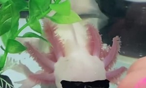 Cool Axolotl Sports Stylish Outfits