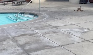 Ducklings Need Help Getting Out of Pool