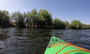 Wild Horses Cross River in Front of Kayakers