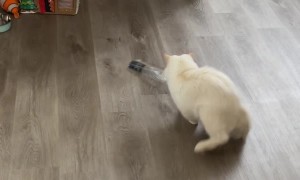 Cat Gets Himself into Trouble