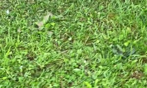 Man Saves Snapping Turtle Stuck in Pond's Overflow Pipe