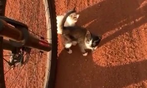 Woman Finds Stray Kittens and Takes Them Home