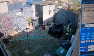 Guard Rabbit Chases Delivery Person