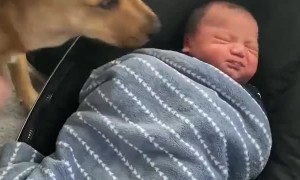 Dog Meets Baby