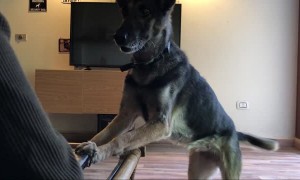 Dog is Done Being Subtle About Wanting a Walk