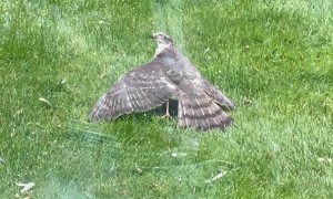 Lucky Little Bird Gets Away