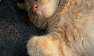 Super Relaxed Cat on Couch